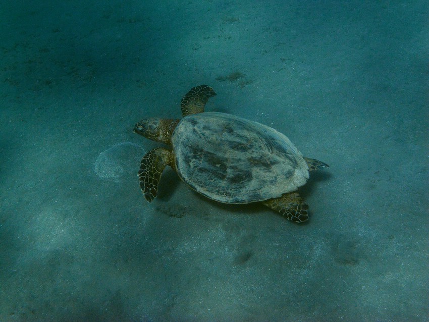 IMG 4377-klein