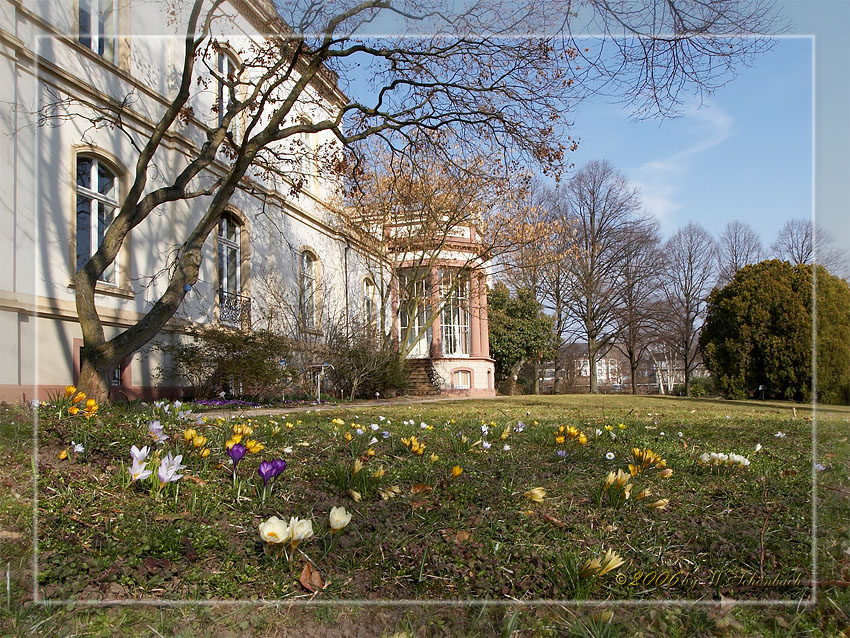 Frhling im Park Monrepos ( Geisenheim )