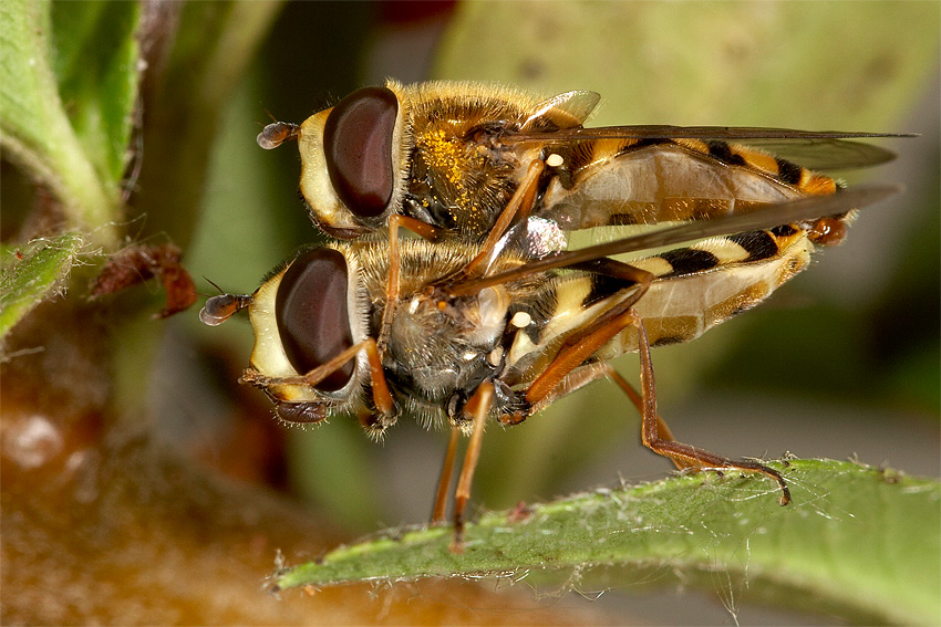 Frhlingsgefhle in der Insektenwelt