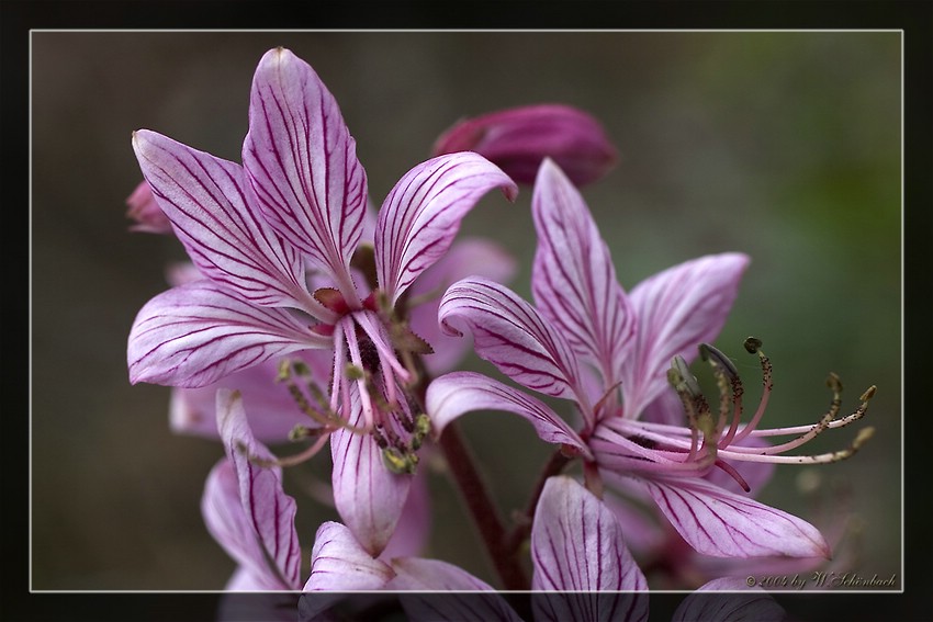 Dipdam  Bl�ten-Nahaufnahme