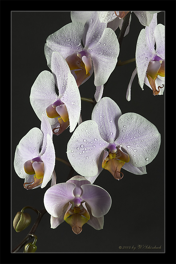 Phalaenopsis