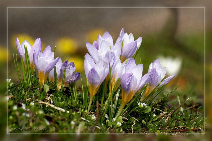 Die ersten Krokus bl�hen...