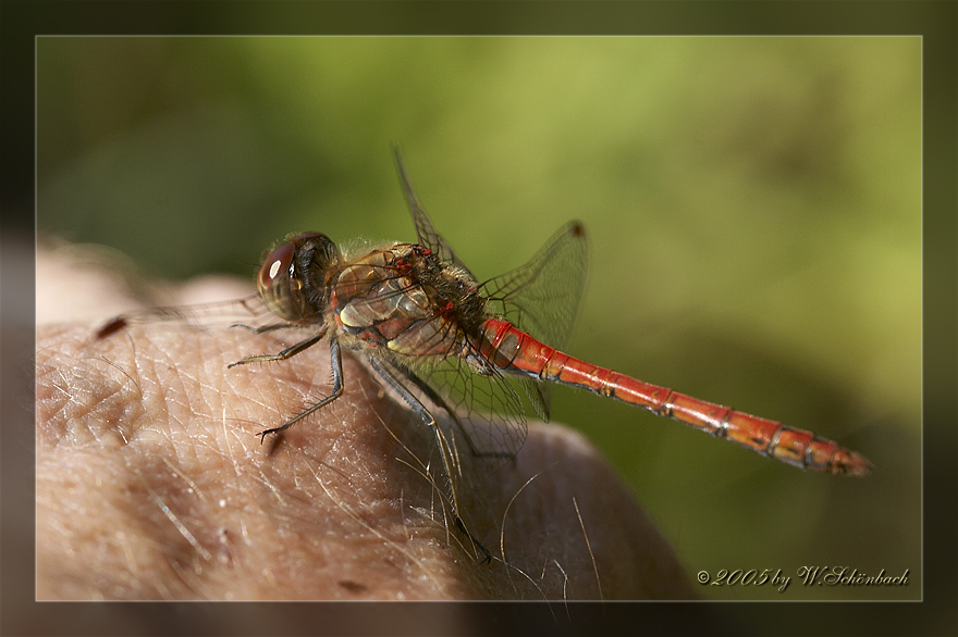 Handzahme Libelle  ;-))