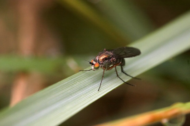 schillernde Fliege...