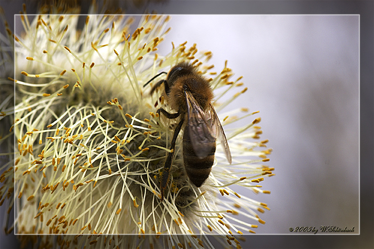 Biene bei der Arbeit