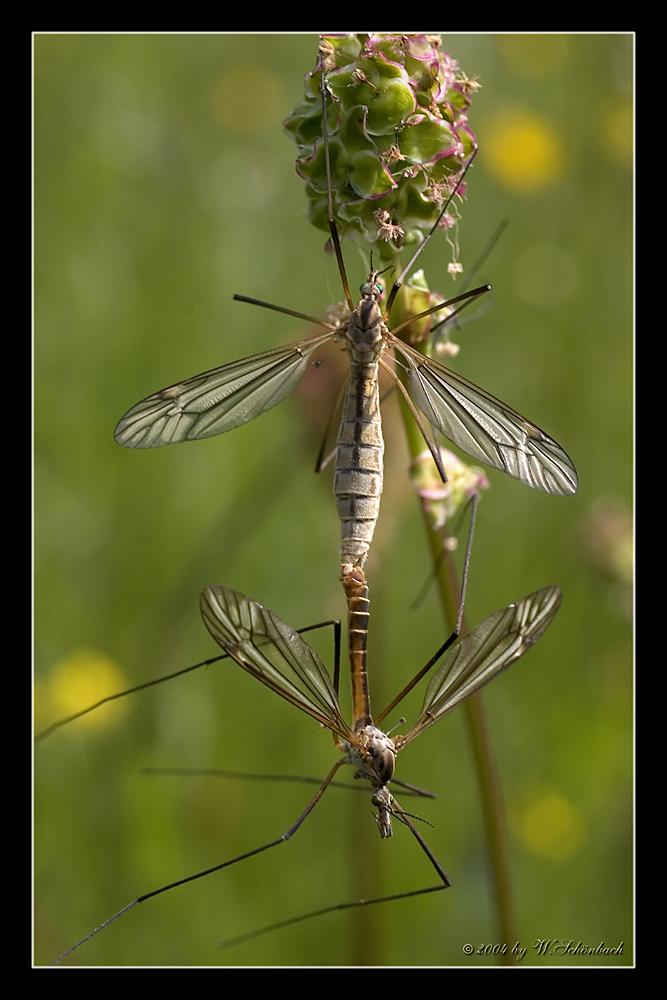 Tibula oleracea