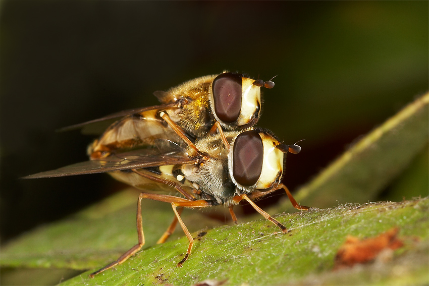 Schwebfliegen bei der Paarung