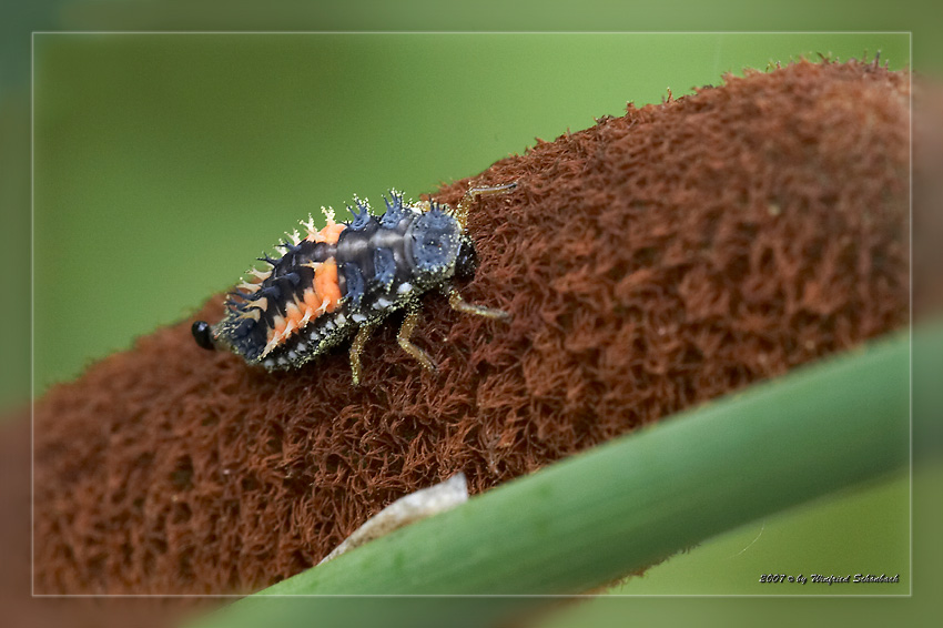 Raupe des Asiatischen Marienkfer