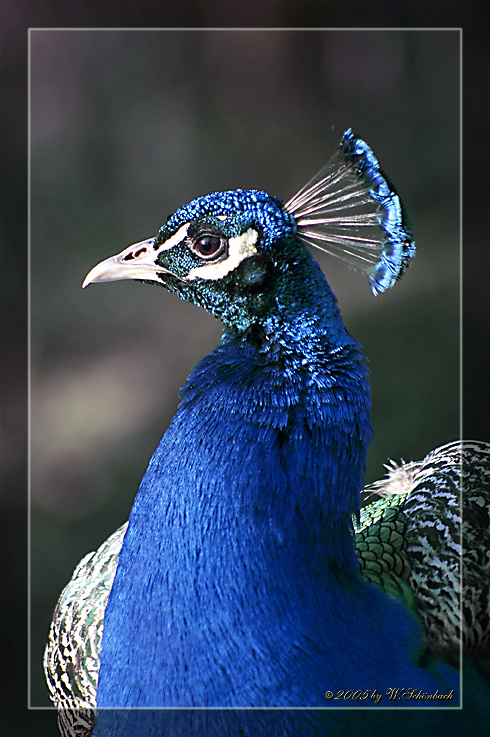 Stolzer Pfau