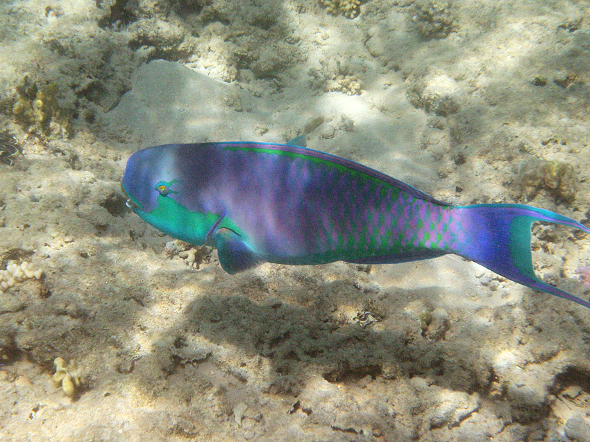 Buckelkopf- Papageienfisch