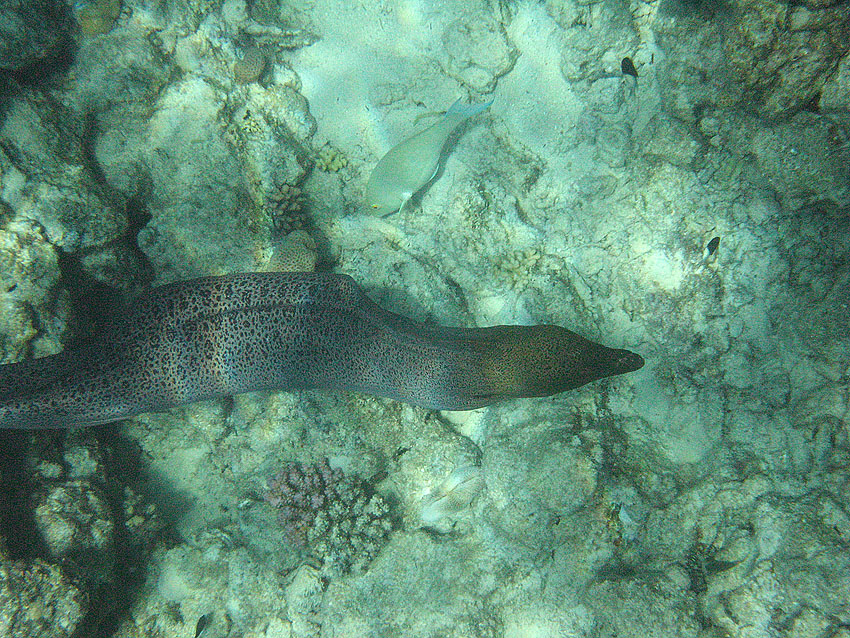 Riesenmur�ne (009)