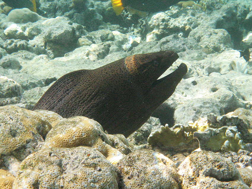 Riesenmur�ne (010)