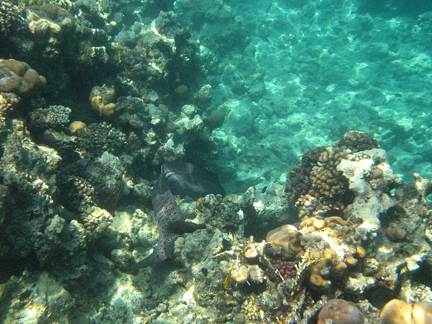 Riesenmur�ne (013)