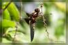 Plattbauch - Libelle (Libellula depressa)