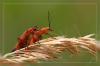 Roter Fliegenkfer