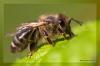 Honigbiene bei der Rast