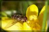 Hain-Schwebfliege auf Winterlingblte