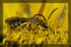 Wildbiene auf Sonnenblume (2)